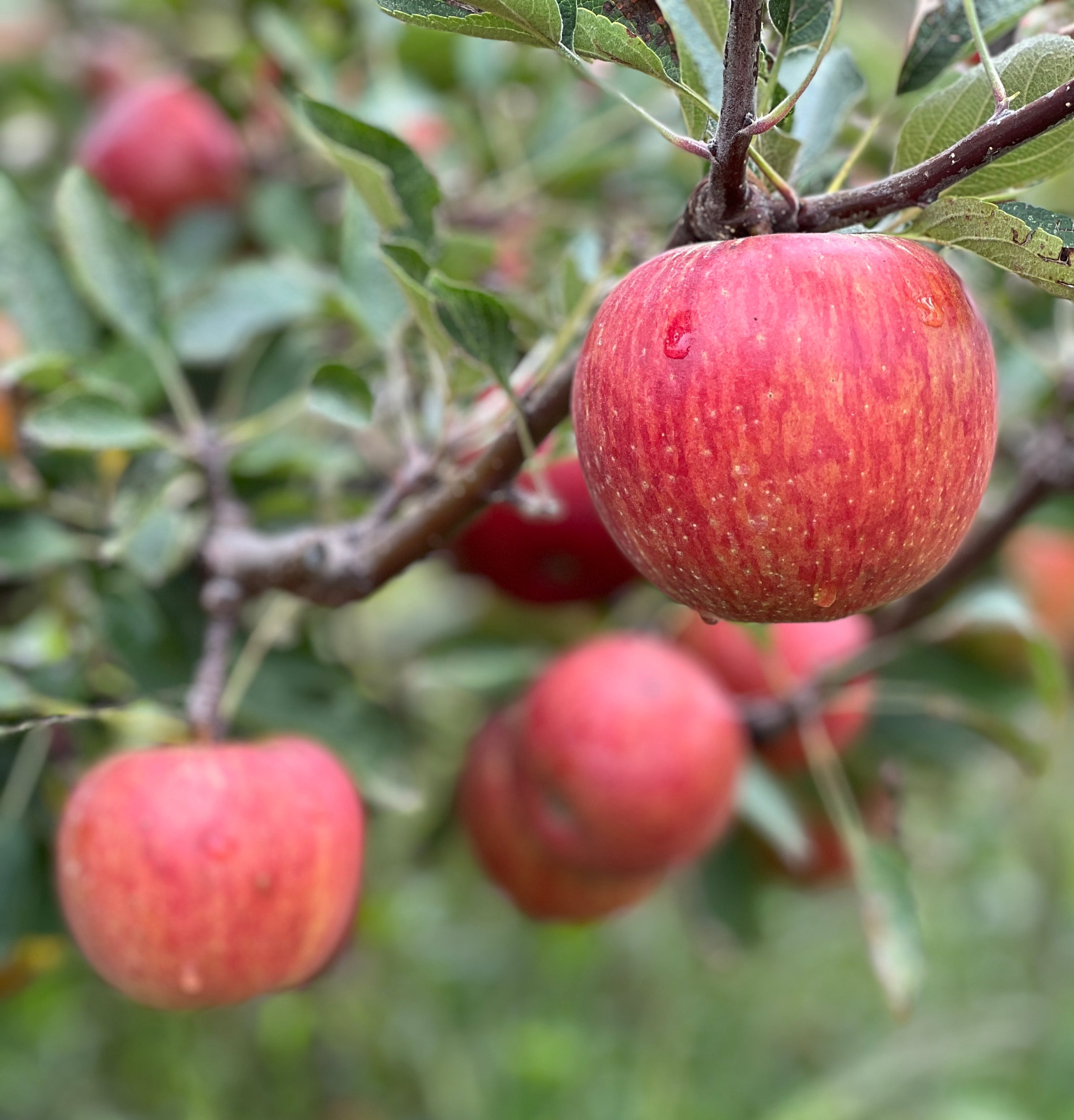 Organic Gala Apples  Delivered Straight From The Farm To Your