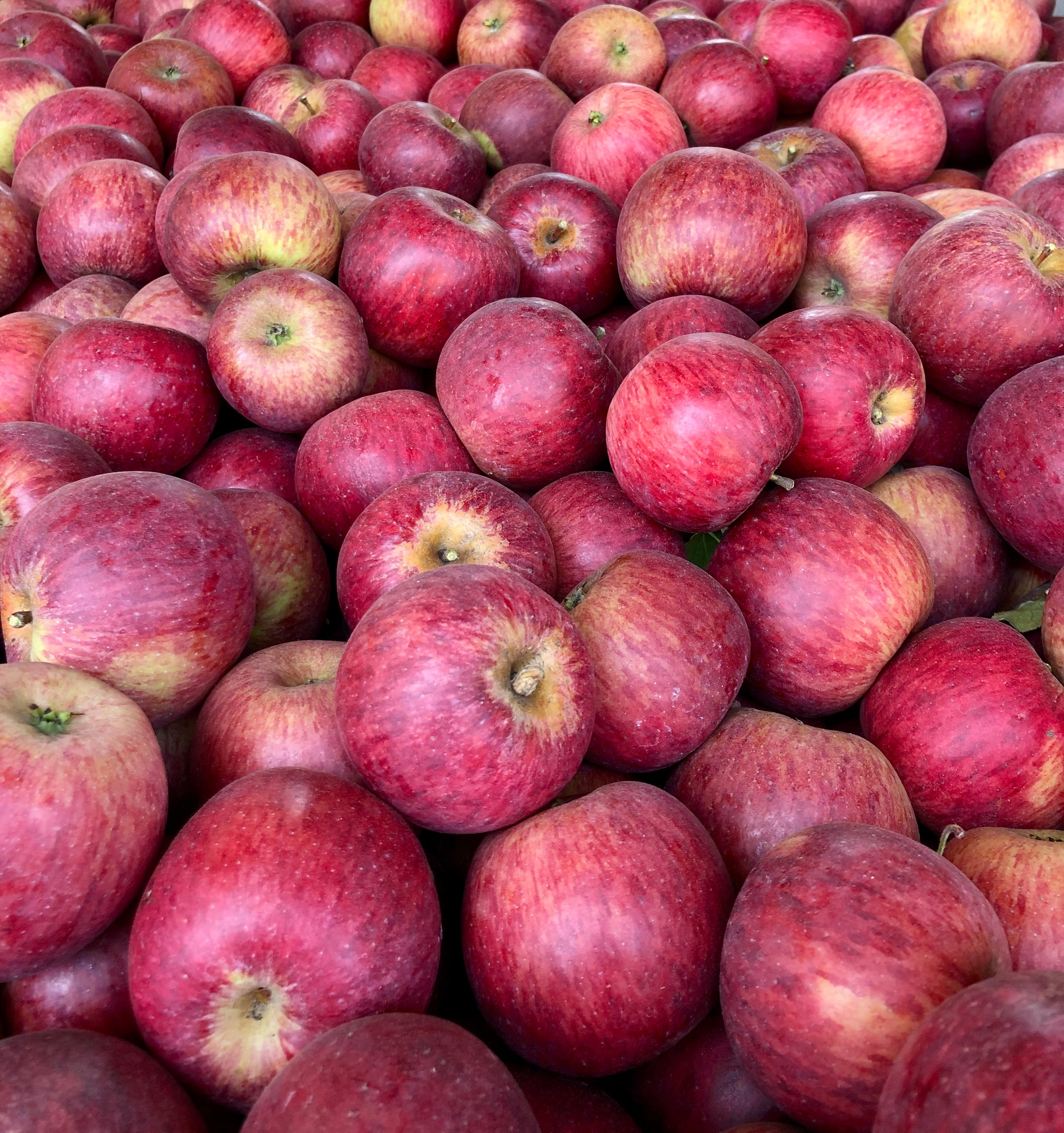 Organic Gala Apples (P/U)