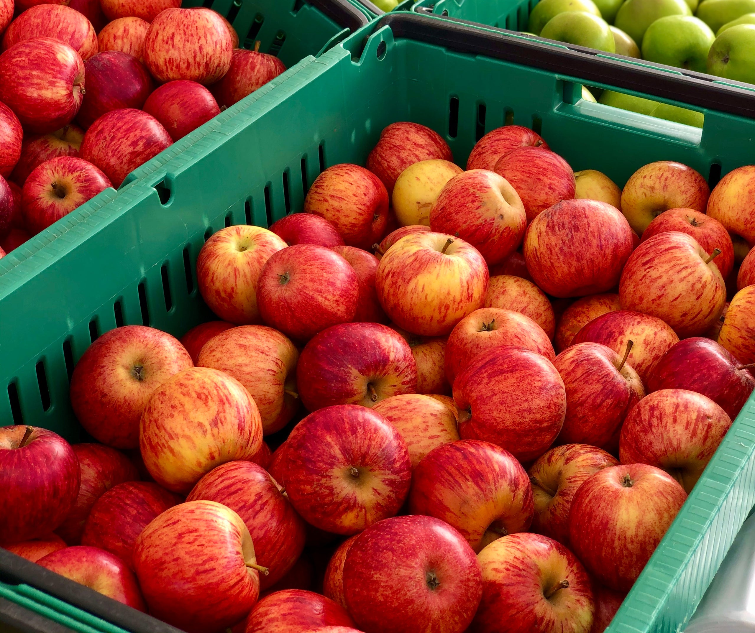 Organic Gala Apples  Delivered Straight From The Farm To Your